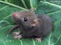 Rat Animal Totems
